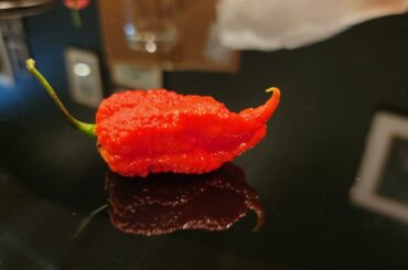 Tried this 7-pot Primo hybrid tonight. Delicious!