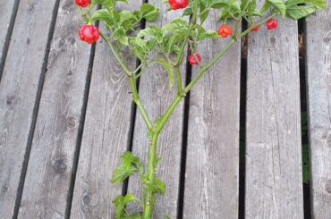 Would need some help identifying this chili plant