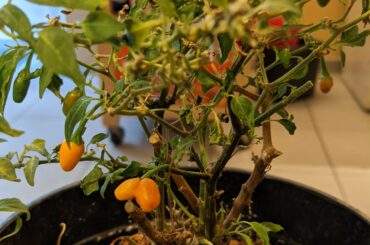 Annuum probably tepun strain, my request.