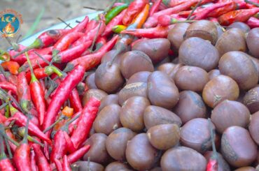 Fried Chestnut with Chili Food Recipe in The Wild - Video Eating Fruit Lifestyle