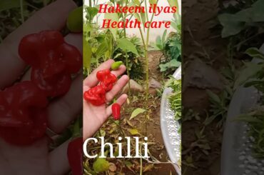 Amazing chilli#shorts