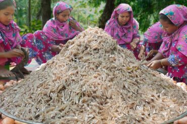 Tiny Fish of River Dry Curry Recipe - If You Eat this Curry Once, You will Never Forget the Taste