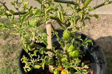 An habanero Christmas tree