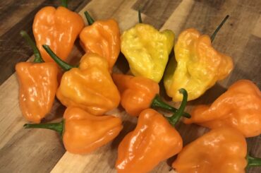 First time growing Habanero’s, last harvest of the little Orange Blobs.