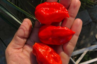 Early morning Hotties