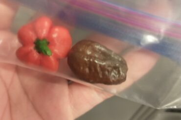 I had my first interaction with a 7 pot douglah. Damn. It even smelled spicy when I cut into it! It is so tasty and lives to it's name! I can't wait to cultivate some.