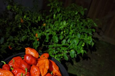 Late Night Freeze Warning