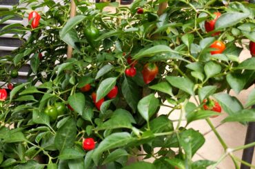 Haven't had much sun over the last week, but my balcony jalapenos are popping!