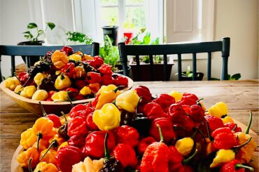 Late Season North Carolina. I’d say Spicy.