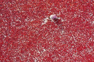 Aerial view of a villager drying red chillies at Bohu County in Bayingolin, Xinjiang
