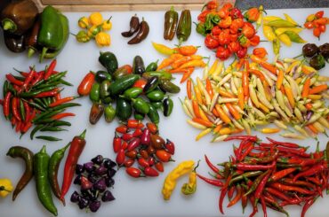 Got too many, who wants some?!?