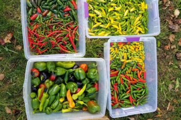 With a freeze predicted tomorrow, I had to tear down my garden today. Luckily, I have plenty of spicy peppers to get me through the winter!