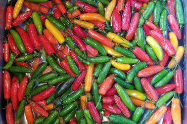 End of season serranos being prepared for the smoker. Hot smoked serrano sauce coming soon!