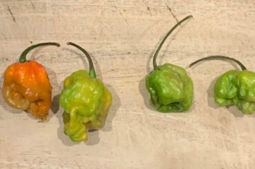 Got these at a market a few days ago. The salesman didn’t say what kind they are but they’re extremely spicy. Does anybody know what type of pepper they might be?