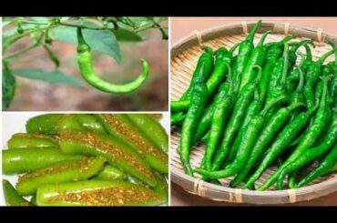 simple and tasty stuff mirchi fry recipes | Green chilli fry | pooja Attri