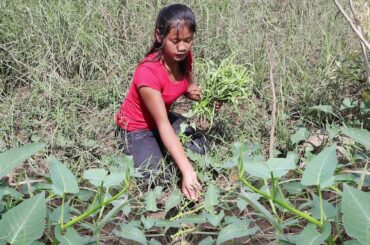 Survival in forest- Water Spinach Spicy chili for food