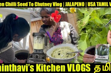 Planting Jalapeno Pepper | Green Chili Seeds To Chutney Vlog | USA Tamil Vlog | Sainthavi's Kitchen