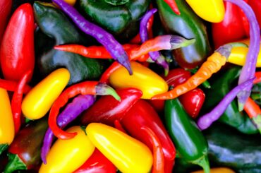Mixed pepper harvest from this summer