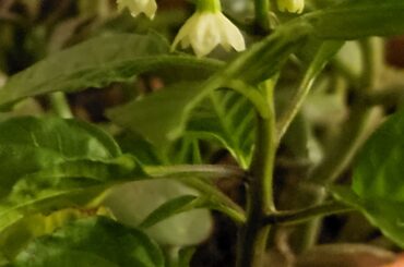 First time reaper grower, this plant has been alive for 6 months but no peppers just flowers. It's also pretty small. Help!