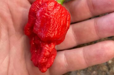 Apocalypse pepper