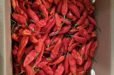 About to unexpectedly acquire 8 lbs of ghosts. What to do?