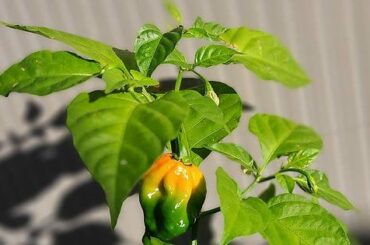 The best time of year to watch the colors changing .