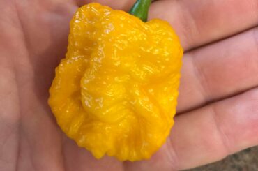 Home grown, Naga Viper