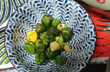 This is the last harvest of the year. It will never become more red. To avoid waste we are going to make a sauce ;)