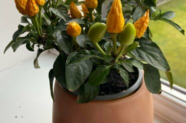 Help with a Capsicum annuum I received as a gift - can I eat the chillies and when should I pick them?