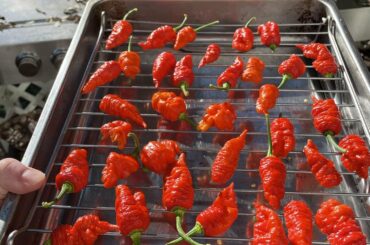 Drying and Smoking Carolina Reapers