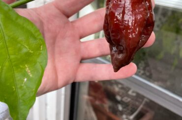 Just my giant Chocolate Reaper.