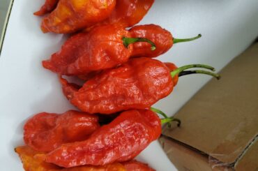 Can anyone help me identify these peppers?