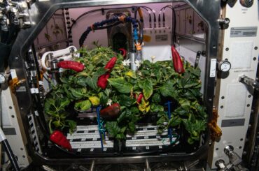 International Space Station, 26 November 2021: "Fresh chile peppers are pictured growing inside the International Space Station's Advanced Plant Habitat shortly before being harvested."