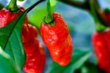 Multiple California high school students were reportedly hospitalized after participating in the spicy social media "One Chip Challenge"