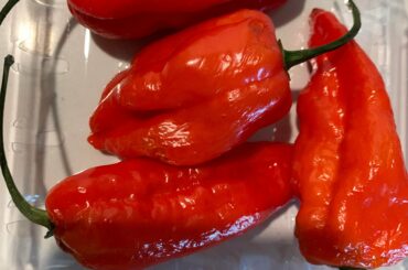 Ghost Peppers for Shakshuka