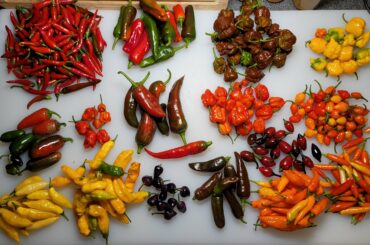 Grew too many, who wants some?!?