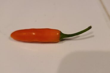 First Serrano Pepper of the year... it is hot waiting for the rest to turn orange.