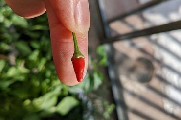 We brought our pepper plants inside for the winter and they still bore fruit! Behold our first ripe thai chili!