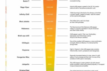 TIL: Resiniferatoxin is 10,000 times hotter than the Carolina reaper and 1,000 times hotter than pure capsaicin. It’s actually hot enough to destroy nerve endings.