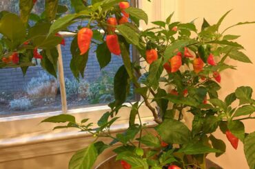 This guy came up on my photo memories on my phone. Casper, my ghost chile. He lived for 7 years. RIP.