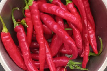 Home grown chili's!