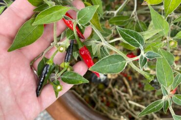 I’ve never in my life seen black peppers before. Can anyone ID what these are?