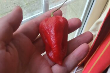 Which pepper is this? Got it as a peaceoffering from a best friends' new boyfriend.