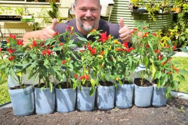 Legend Dairy Way to Grow Chillies in Plastic Milk Bottles!