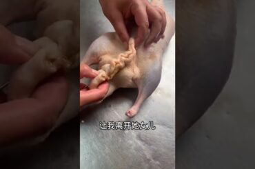 Green Mangoes Picking for Eating with Chili Salt, It’s so Delicious - Tasty Cooking SP#cooking dash