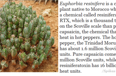 I wonder if anyone has attempted to incorporate this into a meal?