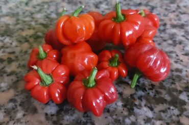 Can someone help me ID these peppers? I bought them from the garden shop and what kind of sauce can i make out of them?