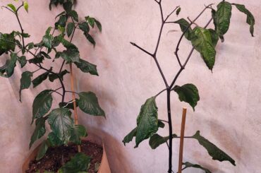 I believe I over fertilized. Can these be saved?