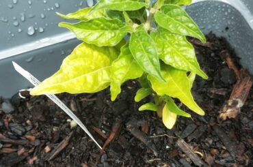 Why did my habanero plant lose it's biggest leaves and flowers? Does it look healthy?
