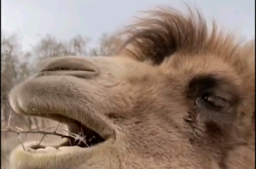 Camels are a bit like us